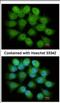 Proteasome 26S Subunit, ATPase 4 antibody, NBP2-20581, Novus Biologicals, Immunofluorescence image 