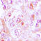 Collagen Type VI Alpha 2 Chain antibody, LS-C352034, Lifespan Biosciences, Immunohistochemistry frozen image 
