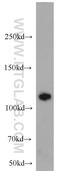 Rabenosyn, RAB Effector antibody, 22218-1-AP, Proteintech Group, Western Blot image 