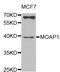 Modulator Of Apoptosis 1 antibody, abx006312, Abbexa, Western Blot image 
