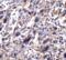 Signal transducer and activator of transcription 1 antibody, 1021, ProSci Inc, Immunohistochemistry paraffin image 