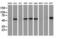 Calcium Binding And Coiled-Coil Domain 2 antibody, M05876, Boster Biological Technology, Western Blot image 