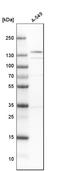 Neuronal Cell Adhesion Molecule antibody, HPA012606, Atlas Antibodies, Western Blot image 