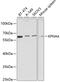 Karyopherin Subunit Alpha 4 antibody, GTX54358, GeneTex, Western Blot image 