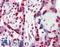 Chromobox 3 antibody, LS-B2396, Lifespan Biosciences, Immunohistochemistry frozen image 