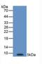 Endothelin 1 antibody, LS-C663593, Lifespan Biosciences, Western Blot image 