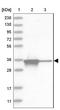 Aldose reductase antibody, NBP1-89146, Novus Biologicals, Western Blot image 