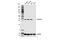 Methylenetetrahydrofolate Dehydrogenase (NADP+ Dependent) 2, Methenyltetrahydrofolate Cyclohydrolase antibody, 98116S, Cell Signaling Technology, Western Blot image 