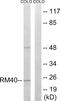 Mitochondrial Ribosomal Protein L40 antibody, PA5-38965, Invitrogen Antibodies, Western Blot image 