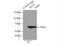 Interferon Induced Protein With Tetratricopeptide Repeats 3 antibody, 15201-1-AP, Proteintech Group, Immunoprecipitation image 