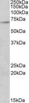 Protein Arginine Methyltransferase 5 antibody, PA5-19172, Invitrogen Antibodies, Western Blot image 