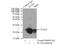 Transcription Factor A, Mitochondrial antibody, 22586-1-AP, Proteintech Group, Immunoprecipitation image 