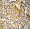 Neutrophil Cytosolic Factor 1 antibody, LS-C164770, Lifespan Biosciences, Immunohistochemistry frozen image 