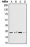 Interleukin 37 antibody, orb215132, Biorbyt, Western Blot image 