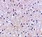 CSR antibody, A30172, Boster Biological Technology, Immunohistochemistry frozen image 