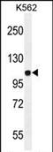 Jagged Canonical Notch Ligand 1 antibody, PA5-71640, Invitrogen Antibodies, Western Blot image 