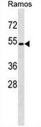 G Protein-Coupled Receptor 174 antibody, AP51924PU-N, Origene, Western Blot image 