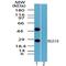 Regulator Of G Protein Signaling 19 antibody, TA336991, Origene, Western Blot image 