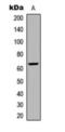 Frizzled Class Receptor 9 antibody, orb393292, Biorbyt, Western Blot image 