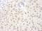 Lysine-specific demethylase 6A antibody, A302-374A, Bethyl Labs, Immunohistochemistry frozen image 