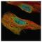 GLE1 RNA Export Mediator antibody, NBP1-32714, Novus Biologicals, Immunofluorescence image 