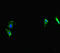 CWC22 Spliceosome Associated Protein Homolog antibody, LS-C677624, Lifespan Biosciences, Immunofluorescence image 
