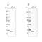 Galectin 1 antibody, NBP2-76499, Novus Biologicals, Western Blot image 