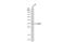 Siah E3 Ubiquitin Protein Ligase 1 antibody, GTX113268, GeneTex, Western Blot image 