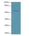 Plexin A4 antibody, A67218-100, Epigentek, Western Blot image 