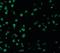 Sterile Alpha And TIR Motif Containing 1 antibody, orb86443, Biorbyt, Immunocytochemistry image 