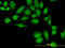Thioredoxin antibody, LS-B14152, Lifespan Biosciences, Immunofluorescence image 