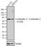 Keratin 6A antibody, MA5-12429, Invitrogen Antibodies, Western Blot image 