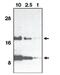C-C Motif Chemokine Ligand 11 antibody, MBS395530, MyBioSource, Western Blot image 