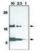 C-C Motif Chemokine Ligand 11 antibody, MBS395530, MyBioSource, Western Blot image 