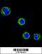 T-cell surface glycoprotein CD1e, membrane-associated antibody, 64-200, ProSci, Immunofluorescence image 