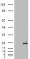 Neurotrophin 4 antibody, TA500034, Origene, Western Blot image 