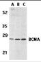 TNF Receptor Superfamily Member 17 antibody, 2397, ProSci, Western Blot image 