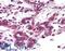 Breast Carcinoma Amplified Sequence 4 antibody, LS-B4634, Lifespan Biosciences, Immunohistochemistry frozen image 