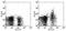 Glutamyl Aminopeptidase antibody, 12-5891-82, Invitrogen Antibodies, Flow Cytometry image 