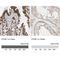 ETHE1 Persulfide Dioxygenase antibody, NBP1-81690, Novus Biologicals, Immunohistochemistry paraffin image 