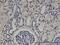 Zinc Finger Protein 266 antibody, MA5-21156, Invitrogen Antibodies, Immunohistochemistry frozen image 