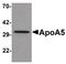 Apolipoprotein A5 antibody, PA5-21168, Invitrogen Antibodies, Western Blot image 