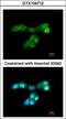 Dual Specificity Phosphatase 10 antibody, GTX104712, GeneTex, Immunocytochemistry image 
