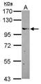 Elongin A antibody, PA5-30188, Invitrogen Antibodies, Western Blot image 