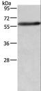 Adhesion Molecule With Ig Like Domain 2 antibody, LS-C404504, Lifespan Biosciences, Western Blot image 