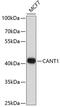 Calcium Activated Nucleotidase 1 antibody, 13-872, ProSci, Western Blot image 