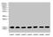 Cytochrome B5 Type B antibody, CSB-PA006310LA01HU, Cusabio, Western Blot image 