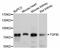 Transforming Growth Factor Beta Induced antibody, LS-C746915, Lifespan Biosciences, Western Blot image 