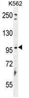 Taste 1 Receptor Member 2 antibody, AP54154PU-N, Origene, Western Blot image 