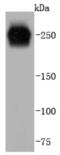 Von Willebrand Factor antibody, NBP2-67914, Novus Biologicals, Western Blot image 